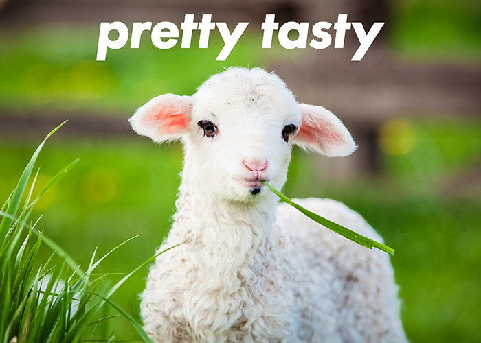 A flully lamb with pink ears and big eyelashes chews a long leaf in a field. Text above reads 'pretty tasty'.
